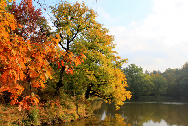 Обои картинки фото Чехия, pruhonice, природа, реки, озера, река, осень, лес
