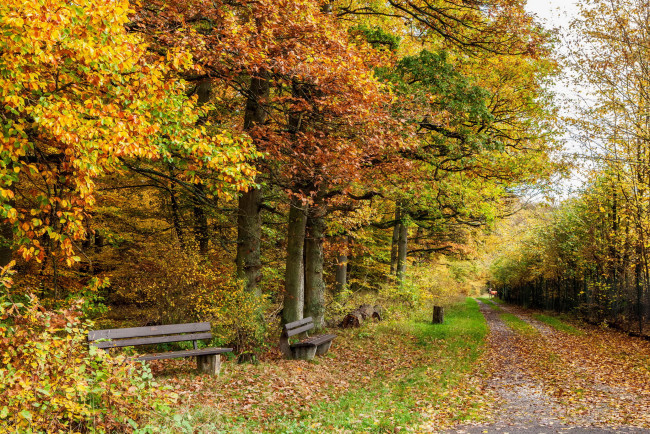 Обои картинки фото германия, клоттен, природа, парк, осень, деревья, скамейки