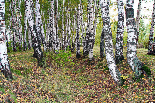 Обои картинки фото природа, лес, Ярославль, березы, роща