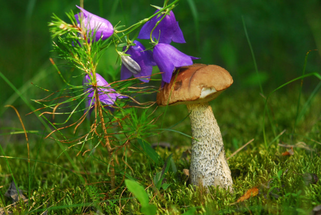 Обои картинки фото природа, грибы, шляпка, колокольчик