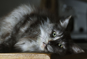 Картинка животные коты лежит взгляд коте киса пушистый
