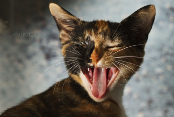 Картинка животные коты киса зивает трёхцветный коте