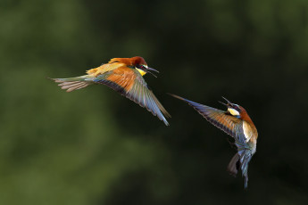 Картинка животные птицы боке полёт