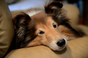 Картинка животные собаки нос портрет взгляд пёс
