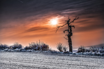 Картинка природа восходы закаты солнце корявое дерево небо мороз иней трава облака