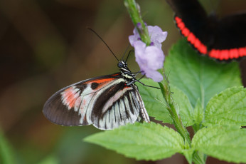 Картинка животные бабочки +мотыльки +моли цветы фон бабочка макро bob decker насекомое усики крылья листья