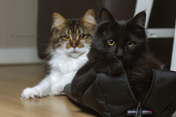 Картинка животные коты сумка взгляд пара