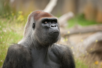 Картинка животные обезьяны взгляд морда примат обезьяна горилла