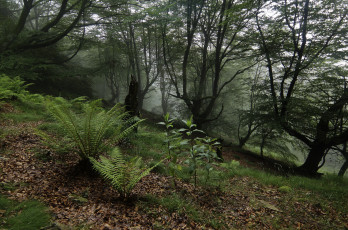 Картинка природа лес трава зелень igor galarza папоротник деревья туман утро