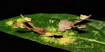 Картинка животные бабочки +мотыльки +моли моли лист насекомые макро itchydogimages