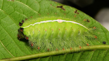 Картинка животные гусеницы лист насекомое макро itchydogimages необычная гусеница