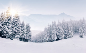 Картинка природа зима winter landscape snow снег елки