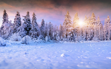 Картинка природа зима winter landscape snow снег елки солнце