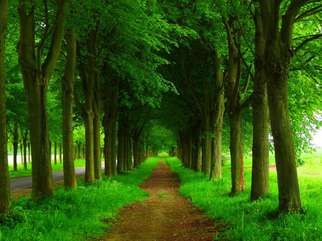 Обои картинки фото природа, дороги, nature, spring, forest, park, trees, road, path, walk, деревья, дорога, лес, парк, весна