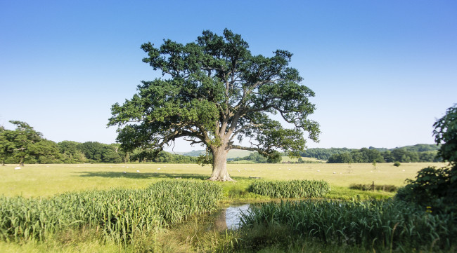 Обои картинки фото природа, деревья, ручей, поле, осока, дерево