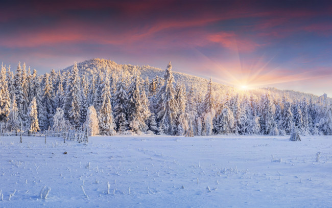 Обои картинки фото природа, зима, winter, landscape, snow, снег, елки