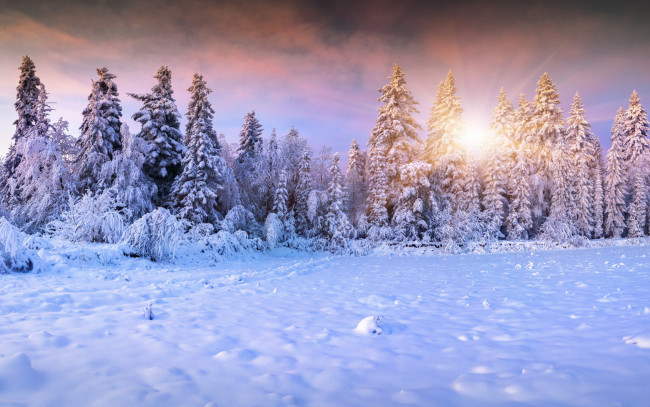 Обои картинки фото природа, зима, winter, landscape, snow, снег, елки, солнце