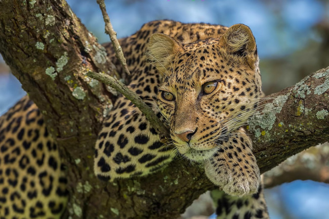 Обои картинки фото животные, леопарды, поза, леопард, дерево, взгляд, природа