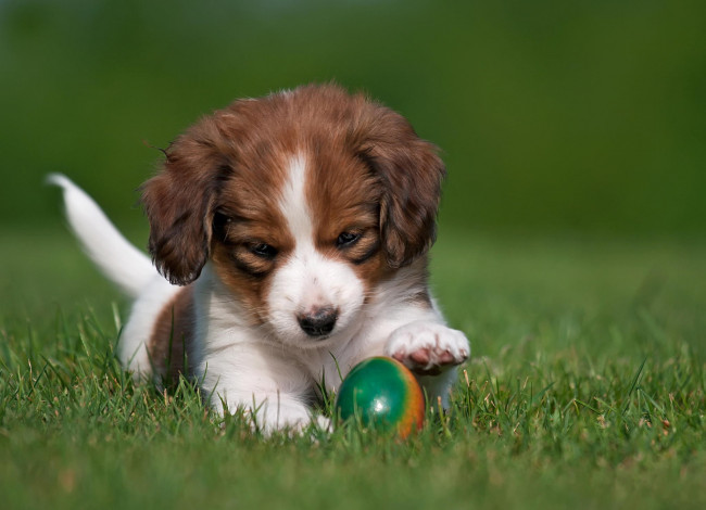 Обои картинки фото животные, собаки, щенок, собака, коикерхондье, мяч, игрушка, трава, природа