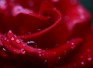 Картинка цветы розы цветок роза лепестки капли роса