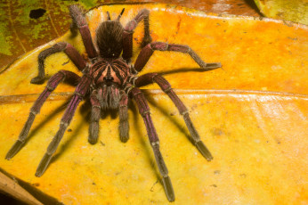 Картинка животные пауки мохнатый паук листья