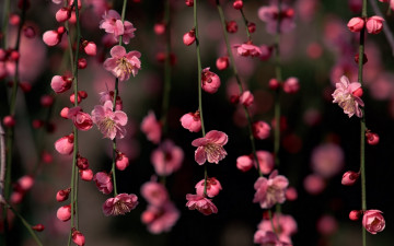Картинка цветы сакура +вишня ветки весна цветение