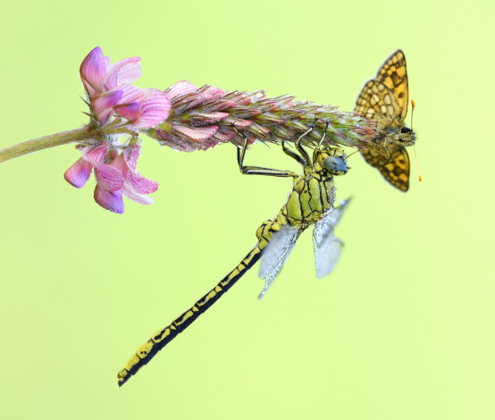 Обои картинки фото животные, разные вместе, стрекоза, бабочка, макро, фон