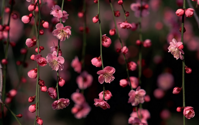 Обои картинки фото цветы, сакура,  вишня, ветки, весна, цветение