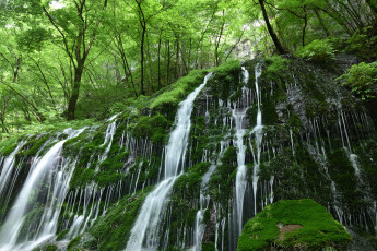 Картинка природа водопады растительность лес мох камни водопад вода