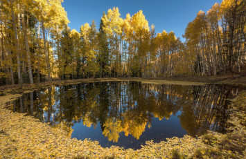 Картинка природа реки озера озеро осень лес