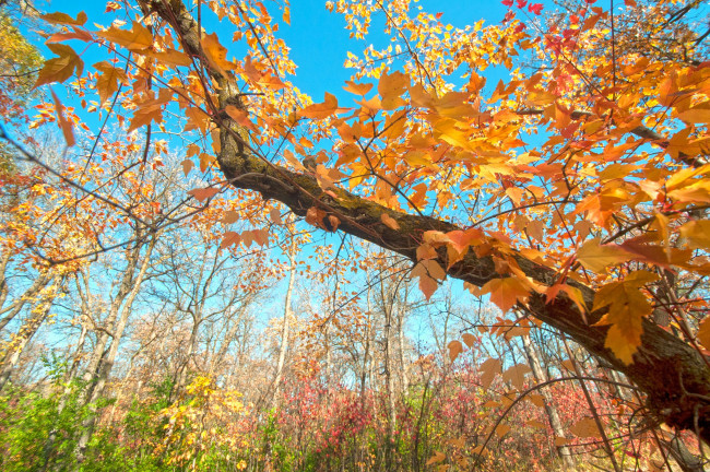 Обои картинки фото природа, другое, дерево, небо, ветки, осень, листья