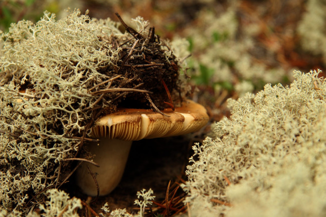Обои картинки фото природа, грибы, гриб, шляпка, иголки, мох