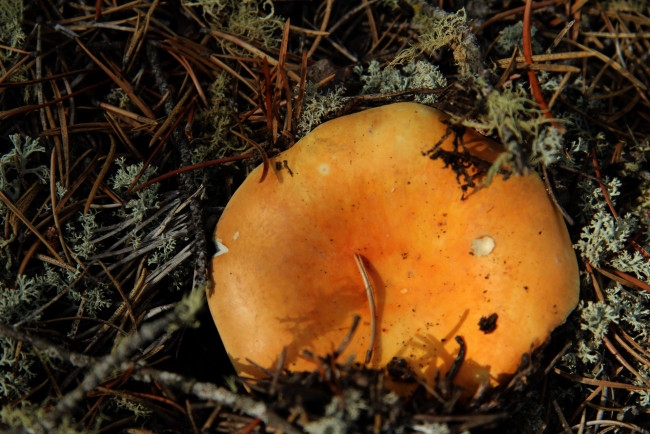 Обои картинки фото природа, грибы, иголки, мох, гриб, шляпка