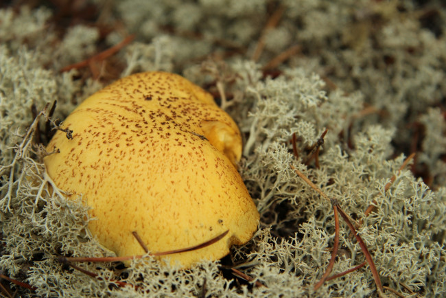 Обои картинки фото природа, грибы, иголки, шляпка, гриб, мох