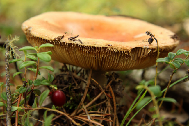 Обои картинки фото природа, грибы, пластинчатый, шляпка, гриб, иголки