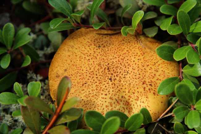 Обои картинки фото природа, грибы, шляпка, гриб