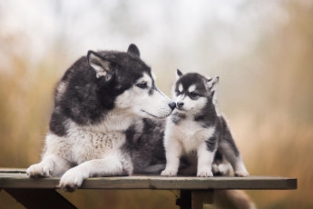 Картинка животные собаки взгляд скамейка поза фон две собака лапы малыш щенок лежит доска серые светлый детеныш мама хаски морды порода сибирский красавцы черные с белым