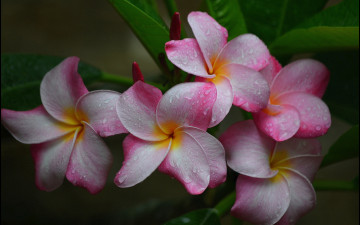 Картинка цветы плюмерия капли макро розовая лепестки