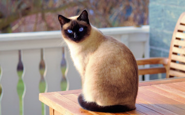 Картинка животные коты кошка усы взгляд стол мордочка уши голубые глаза сидит