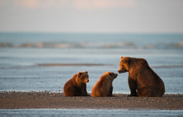 Картинка животные медведи аляска медвежата медведица детёныши залив кука национальный парк и заповедник лейк-кларк