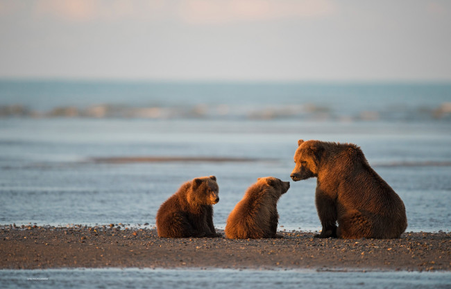 Обои картинки фото животные, медведи, аляска, медвежата, медведица, детёныши, залив, кука, национальный, парк, и, заповедник, лейк-кларк