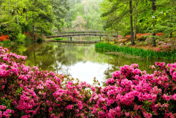обоя природа, парк, водоем, мостик, весна, цветение