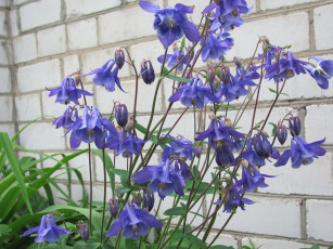 Картинка водосбор цветы аквилегия синие