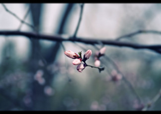 Картинка природа макро приглушённые тона ветки весна