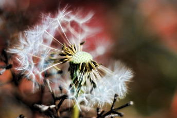 Картинка цветы одуванчики пушинки пух растение макро фото