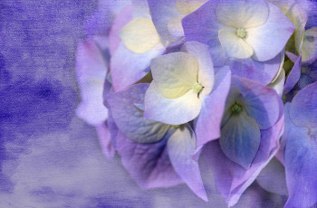 Картинка цветы гортензия сиреневый ткань