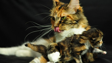 Картинка животные коты кошка котёнок язык