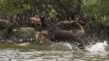 Картинка животные собаки вода пёс