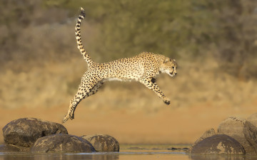Картинка животные гепарды прыжок камни