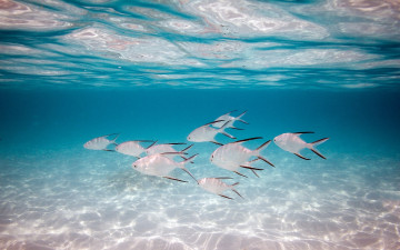 Картинка животные рыбы стайка серебрянные вода